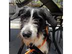 Sookie Wirehaired Pointing Griffon Young Female