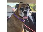 Bruno Boxer Senior Male