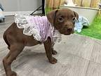 Jordan Mixed Breed (Medium) Puppy Female