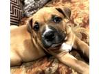 Adopt The Cuties: Lilah (Puppy) a Pit Bull Terrier