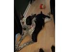 Adopt Ollie 3160 a Australian Cattle Dog / Blue Heeler