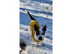 Adopt Zelda a Rat Terrier