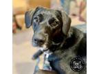 Adopt Bella a Black Labrador Retriever, German Shepherd Dog
