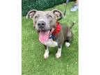 Adopt Mermaid a American Staffordshire Terrier