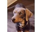 Adopt Bonnie a Labrador Retriever