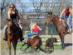 Trail Ranch Jumping Paint Horse