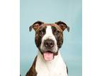 Adopt Happy a Pit Bull Terrier, Pointer