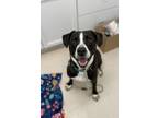 Adopt Zander a Pit Bull Terrier, Border Collie