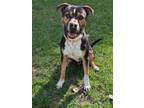 Adopt Major a Boxer