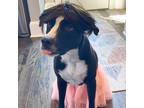 Adopt Pop a American Staffordshire Terrier