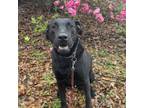 Adopt BJ a Labrador Retriever, Mixed Breed