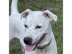 Adopt Charlie a Great Dane