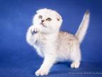 Daniel Scottish Fold Female