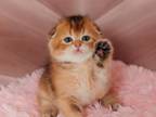 Businka Female Scottish Fold