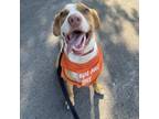 Adopt Bandito a Foxhound