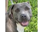 Adopt Zen a Pit Bull Terrier