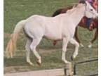 Riding and ranch Quarter horse