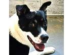 Adopt Baby (CP) a American Staffordshire Terrier