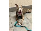 Adopt Smokey a Pit Bull Terrier, Mixed Breed