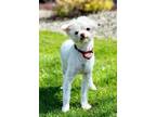Adopt Roman a Poodle