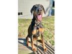 Adopt Bingo a Doberman Pinscher