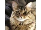 Adopt Martin Luther Kittens Jr, a Domestic Medium Hair