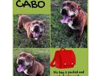 Adopt Cabo a Boxer, Mixed Breed
