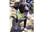 Adopt MAX a Australian Cattle Dog / Blue Heeler