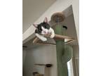 Adopt Ashe a Domestic Short Hair