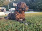 Adopt Kirby a Newfoundland Dog