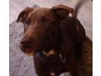 Adopt Clyde a Labrador Retriever