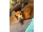 Adopt Chili a Dachshund