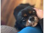 Adopt Hank a Cavalier King Charles Spaniel