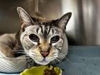 Adopt Avalon a Siamese