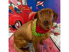 Adopt Rosie a Chesapeake Bay Retriever, Mixed Breed