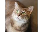 Adopt Lil Baby a Domestic Short Hair