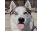 Adopt Maeve a Husky