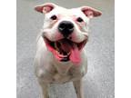 Adopt Luna a Pit Bull Terrier