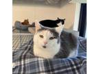 Adopt Bonita a Domestic Medium Hair