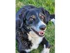 Adopt WA/Nelli (ID) a Brittany Spaniel, Border Collie
