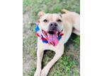 Adopt Layla a Pit Bull Terrier, Mixed Breed