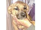 Adopt Challah a Mixed Breed