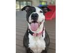 Adopt Harmony a Shar-Pei, Terrier