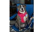 Adopt Leah a American Staffordshire Terrier