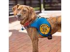 Adopt Zoe a Hound, Feist