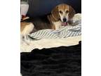 Adopt Sugarcane a Beagle