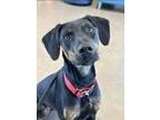 Adopt Isabella ("Bella") a Doberman Pinscher