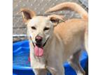 Adopt Eva a Retriever, Husky