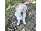 Adopt Mary Katherine a Poodle