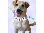 Adopt Sasha a Golden Retriever, Greyhound